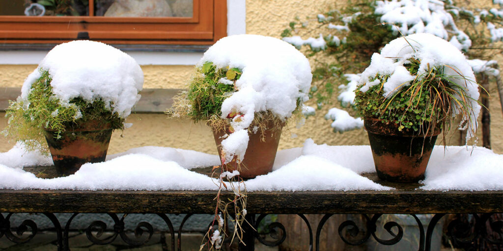 outside plants covered in snow